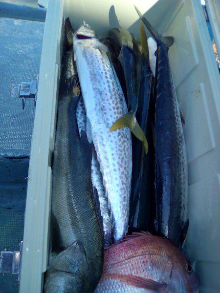 ファイヤードルフィン 釣果