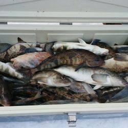 第八平成丸 釣果