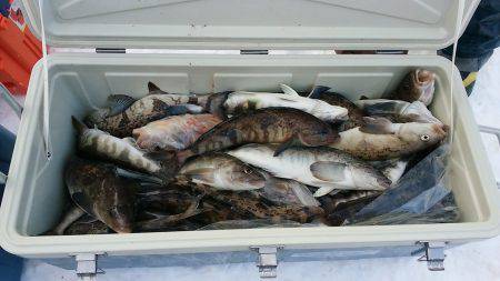 第八平成丸 釣果