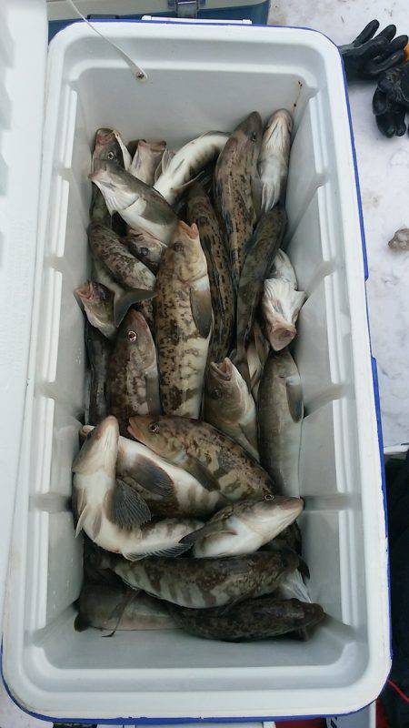 第八平成丸 釣果