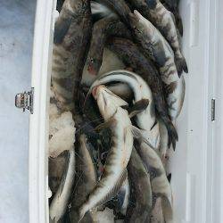 第八平成丸 釣果