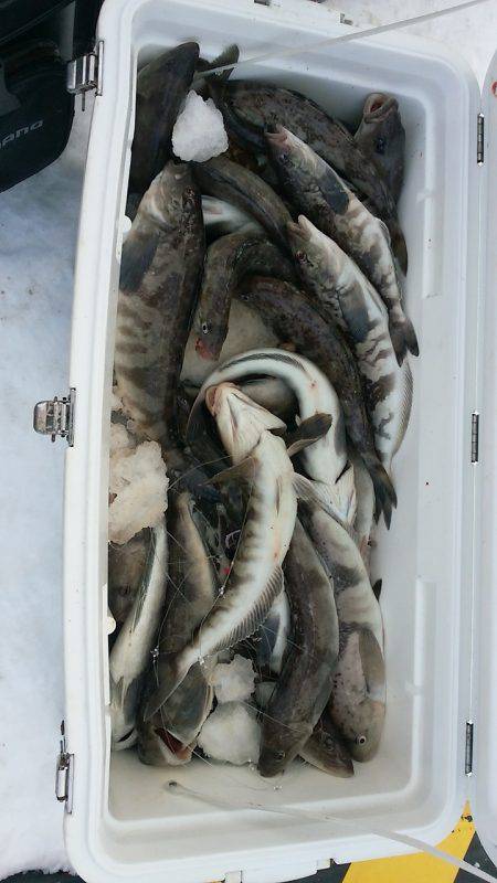 第八平成丸 釣果