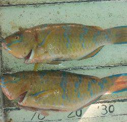 本部釣りイカダ 釣果