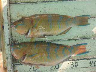 本部釣りイカダ 釣果