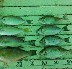 本部釣りイカダ 釣果