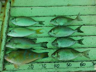 本部釣りイカダ 釣果