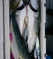 海龍丸（福岡） 釣果