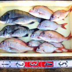 朝日丸 釣果