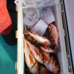 モンロー号 釣果