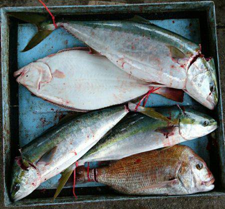 明神釣船 釣果