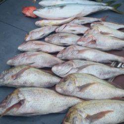 飛燕さくら丸 釣果