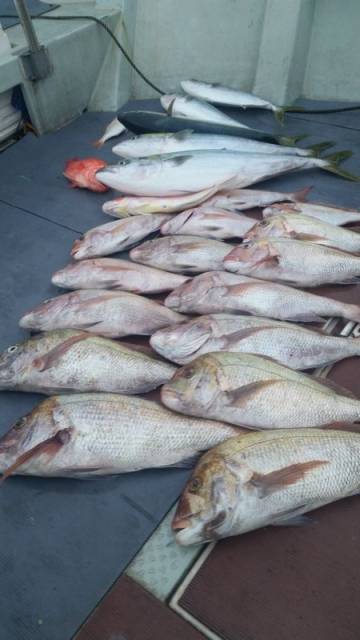 飛燕さくら丸 釣果