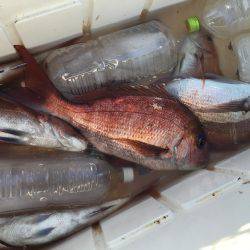 長栄丸(千葉) 釣果