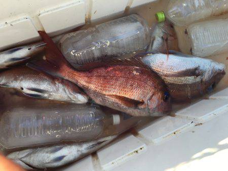 長栄丸(千葉) 釣果