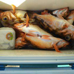 モンロー号 釣果