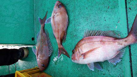 第三むつりょう丸 釣果