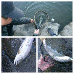 みどりフィッシングエリア 釣果