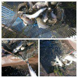 みどりフィッシングエリア 釣果