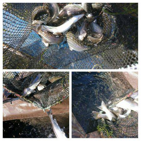 みどりフィッシングエリア 釣果