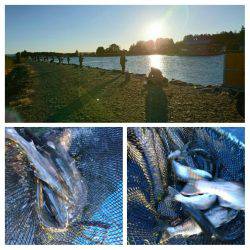 みどりフィッシングエリア 釣果