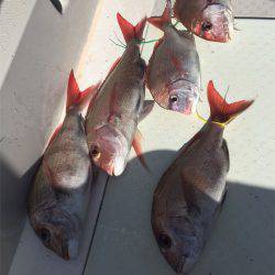 マタウマリンサービス 釣果