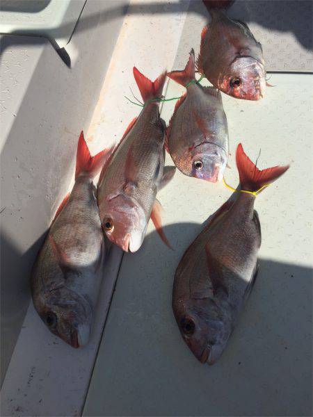 マタウマリンサービス 釣果