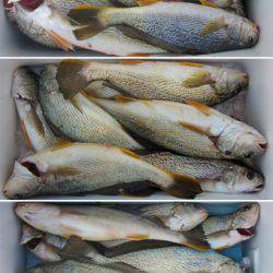 来温丸(らいおんまる) 釣果