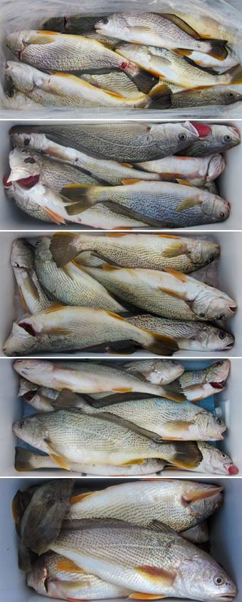 来温丸（らいおんまる） 釣果