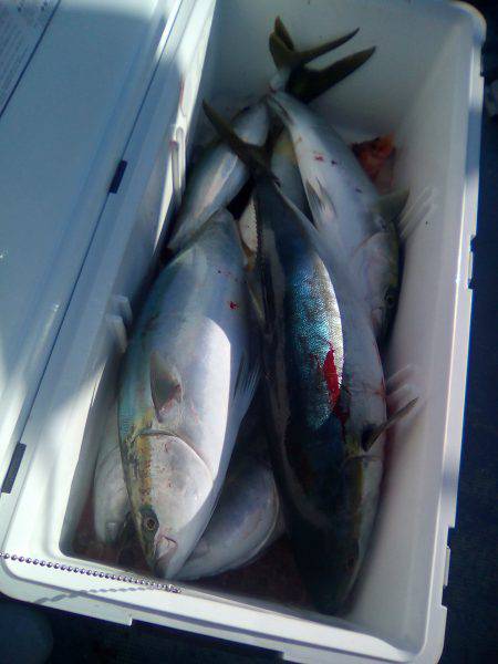 ファイヤードルフィン 釣果