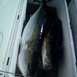 ファイヤードルフィン 釣果