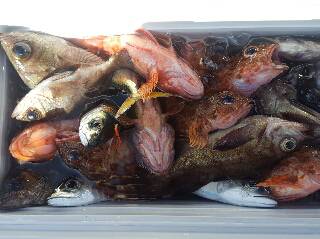 内浜丸 釣果