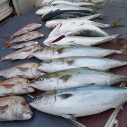 飛燕さくら丸 釣果