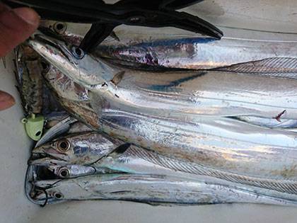 松本釣船２ 釣果