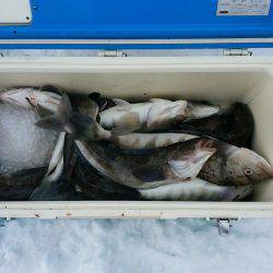 第八平成丸 釣果