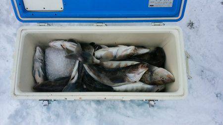 第八平成丸 釣果