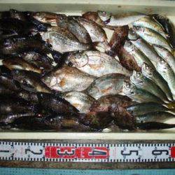 朝日丸 釣果