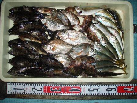 朝日丸 釣果