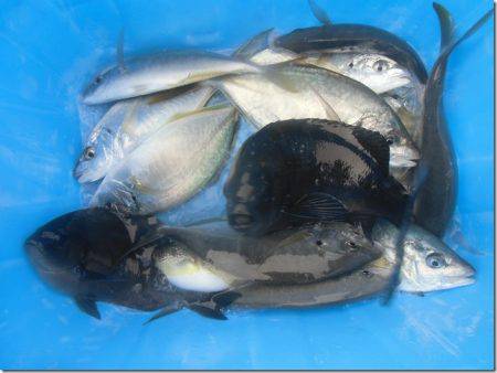 海正丸 釣果