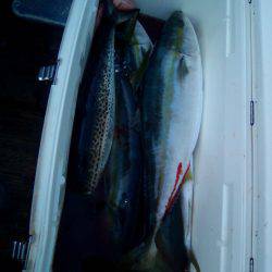 ファイヤードルフィン 釣果