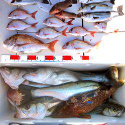 来温丸(らいおんまる) 釣果