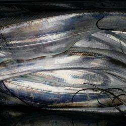 オーフリー 釣果