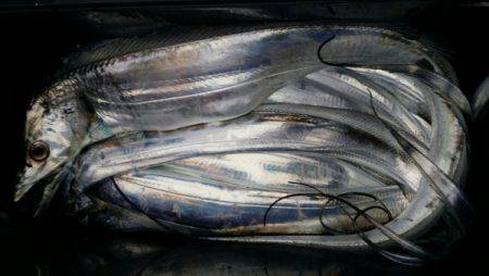 オーフリー 釣果