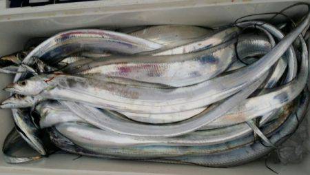 オーフリー 釣果