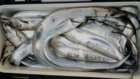 オーフリー 釣果