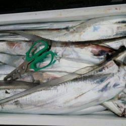 オーフリー 釣果