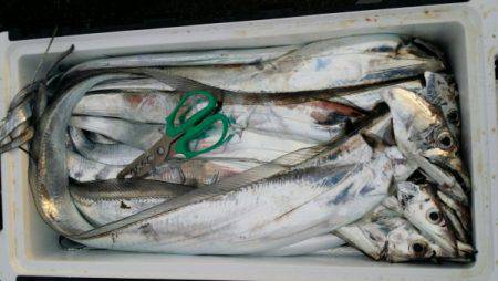 オーフリー 釣果