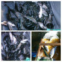 みどりフィッシングエリア 釣果