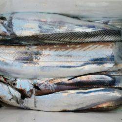 オーフリー 釣果