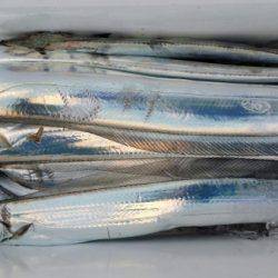 オーフリー 釣果