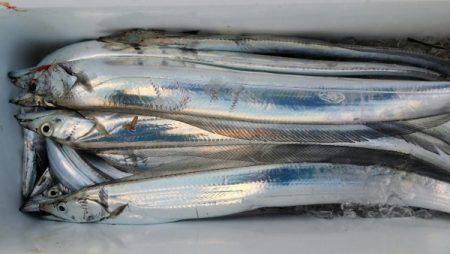 オーフリー 釣果